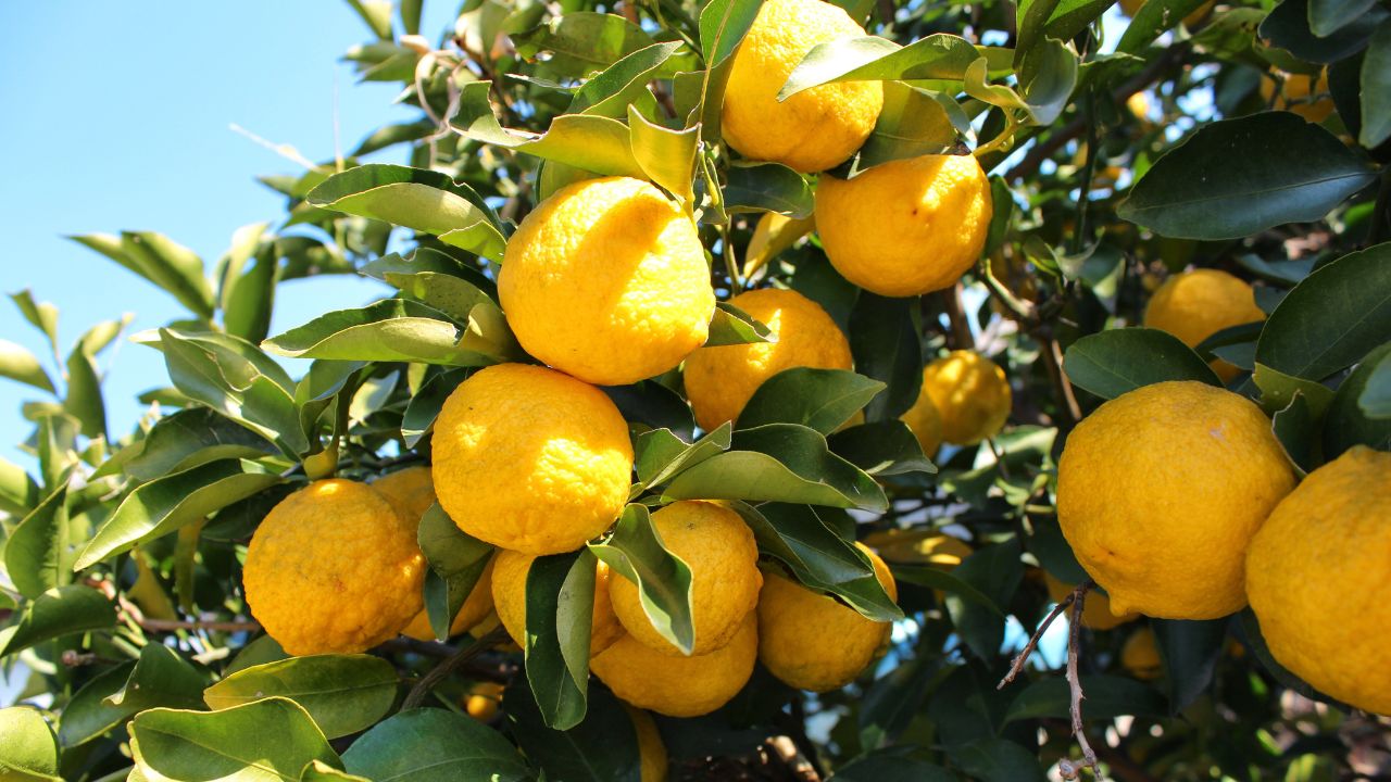 Le Yuzu : Histoire, Origines et Caractéristiques Botaniques